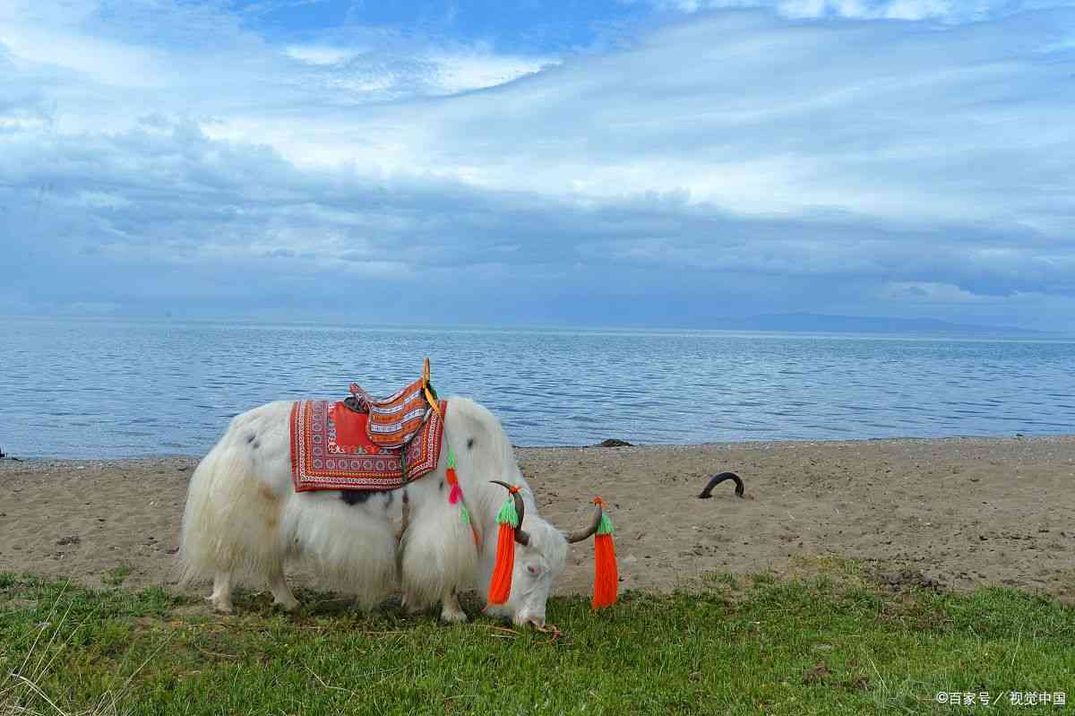 青海旅游旅行社推荐